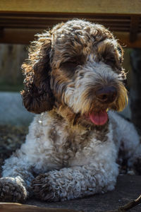 Close-up of a dog