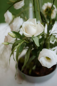 Close-up of white flowering plant