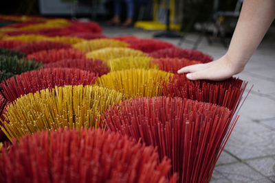 Kid hand touching incense sticks field in hue, vietnam