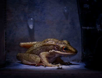 Close-up of frog against wall