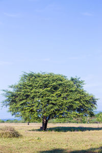 Tree on field against sky