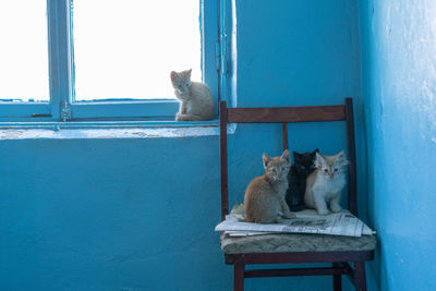 Cat sitting on window