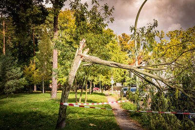 Trees in park against sky