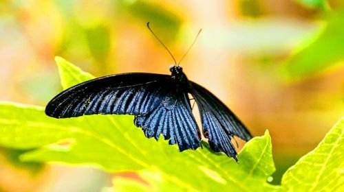 Close-up of butterfly perching on plant