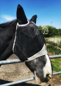 Close-up of a horse in the field