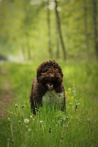 Dog on a dirt path in the middle of the forest