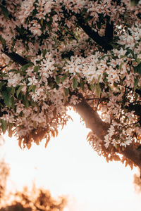 Low angle view of cherry blossom tree