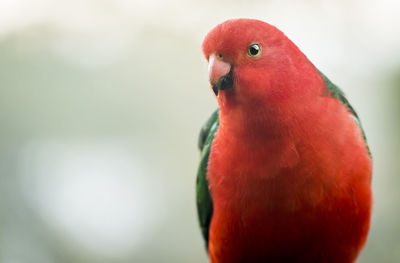 Close-up of parrot