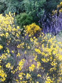 Yellow flowers blooming in park