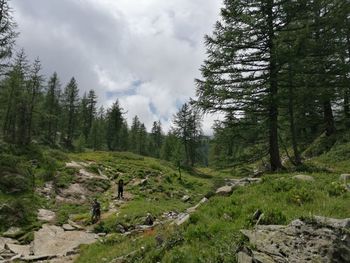 Panoramic shot of trees on field against sky