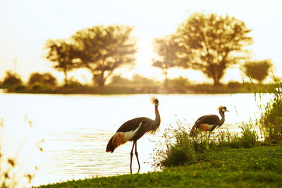 Birds in the lake