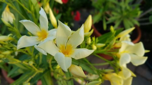 Close-up of white flowering plant