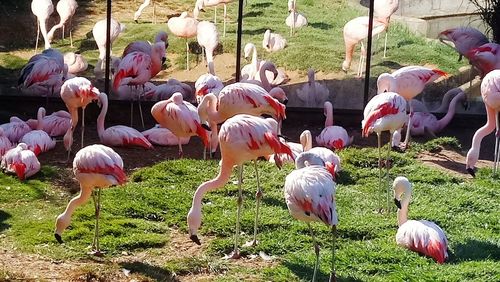 View of birds on field