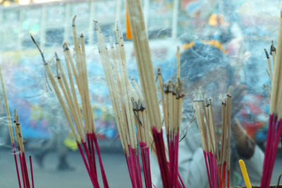 Close-up of flowers against blurred background