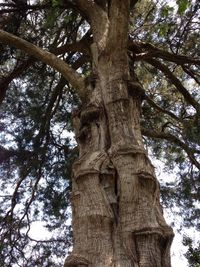 Low angle view of trees