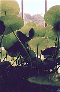 Plants growing on a tree