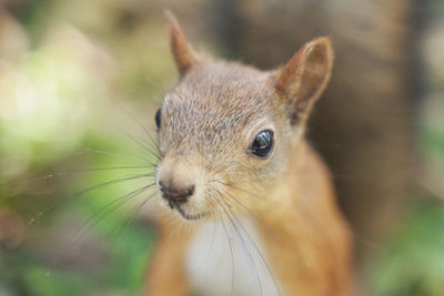 Close-up of a rabbit