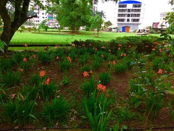 Flowers blooming in garden