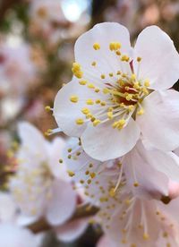 Close-up of fresh white flowers