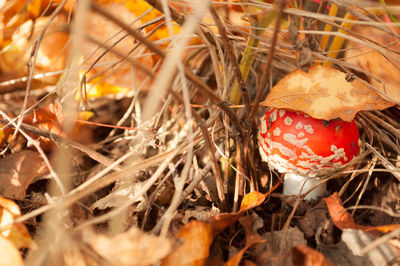 Close-up of fly agaric mushroom on field