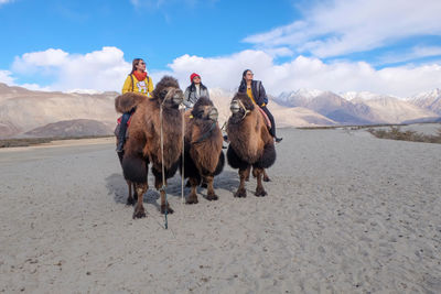 Happy women riding on camels against mountains