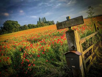 Scenic view of flowering plants on field against sky