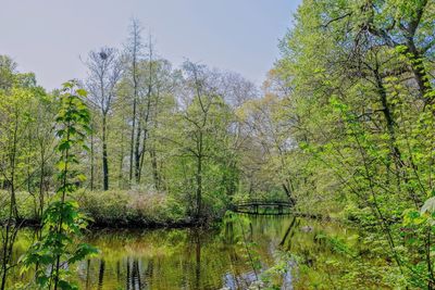 Scenic view of lake in forest against sky