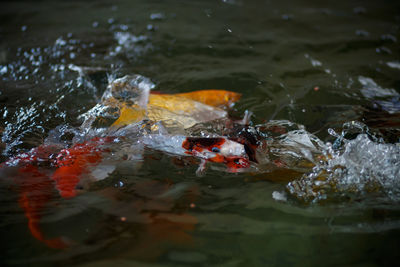 High angle view of koi carps swimming in lake