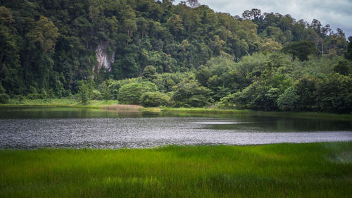 Scenic view of lake by trees