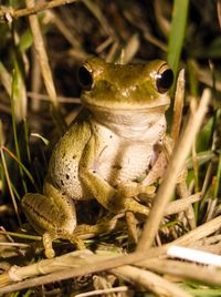 Close-up of frog on field