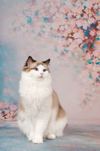 White cat looking away while sitting against wall