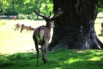 Deer on tree trunk