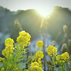 Close-up of yellow flower