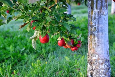 Close-up of red berries on tree