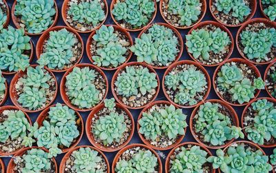 Full frame shot of potted plants