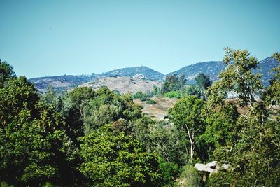 Scenic view of forest against clear sky