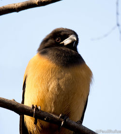 Close-up of bird perching against clear sky