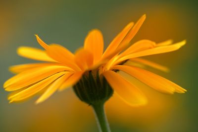 Close-up of yellow flower blooming in park