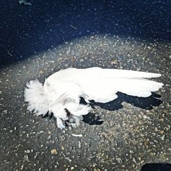 High angle view of dead bird on street