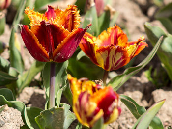 Close-up of red flower