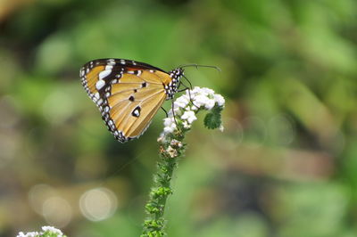 Close-up of butterfly pollinating on flower