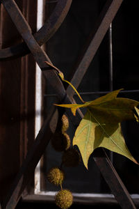 Close-up of dry leaves on metal fence