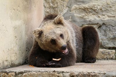 Full length of a bear