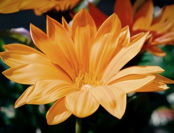 Close-up of flower blooming outdoors