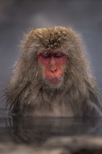 Portrait of a monkey