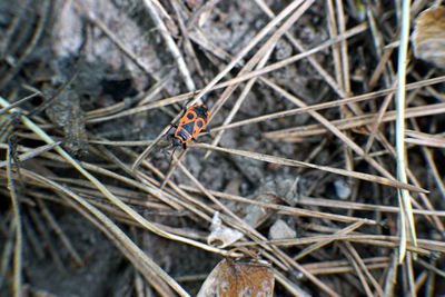 High angle view of ladybug on twig