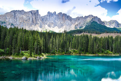 Panoramic view of pine trees by lake against sky