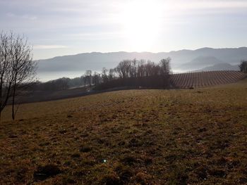 Scenic view of field against sky during foggy weather