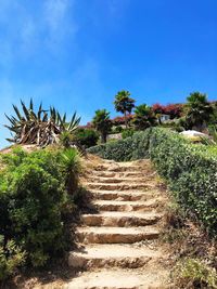 Low angle view of steps amidst trees against sky