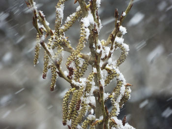 Close-up of frozen plant